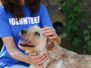 Providence Animal Rescue League: A Beacon of Hope for Animals in Need