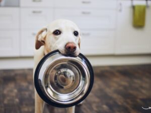 Open Farm Pet Food: A Comprehensive Guide to Ethical Pet Nutrition