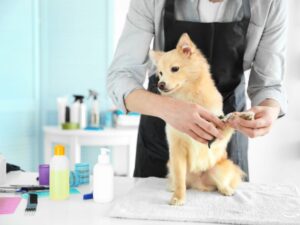 Alpha Pet Grooming: Your Ultimate Guide to Pet Care Excellence
