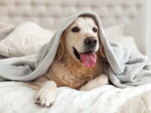 Pet Wellness Direct Reviews: A Comprehensive Guide