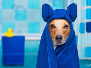Katy Pet Wellness: A Comprehensive Guide to Keeping Your Furry Friends Healthy
