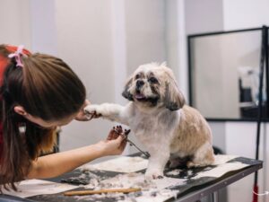 Paragon Pet Grooming: Your Ultimate Guide to Pet Care Excellence