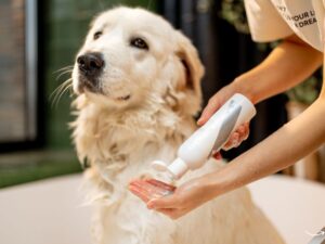 Elizabeth Pet Grooming: A Comprehensive Guide to Top-Notch Pet Care