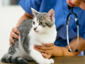 Animal Emergency Hospital: A Lifesaver for Your Pet’s Health