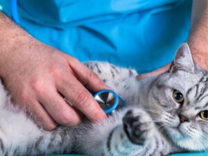 Mastering Pet Grooming: A Complete Guide to Keeping Your Furry Friend Happy and Healthy