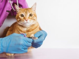 Riverside Animal Shelter: A Guide to Adopting, Volunteering, and Supporting Your Local Shelter