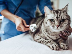 When Every Second Counts: Your Guide to Pet Urgent Care in Cave Creek