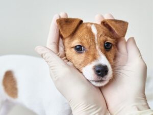 Pet Care Package: Everything Your Furry Friend Needs