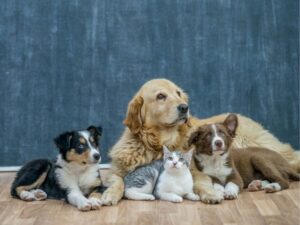 Orange County Animal Shelter: A Comprehensive Guide
