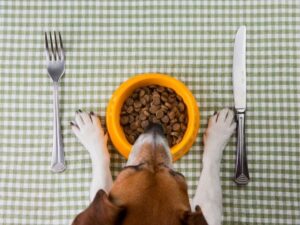 Montgomery County Animal Shelter: A Guide to Adoptions, Services, and Community Impact