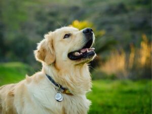 Emergency Animal Hospital: What You Need to Know