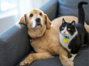 Animal Rescue: A Lifesaving Effort That Changes Lives