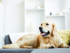 The Benefits of Dog Massage and How to Do It at Home