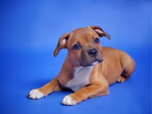 Best Friends Animal Hospital: A Comprehensive Guide for Pet Care Enthusiasts