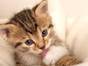 Animal Hospitals with Care Plans: A Lifesaver for Your Furry Friends