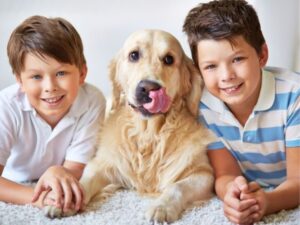 A Comprehensive Guide to Animal Shelters: How They Help, and How You Can Too