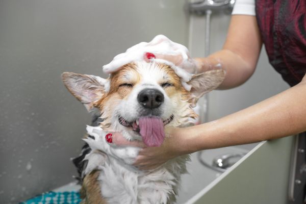 Dog care