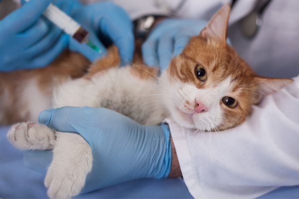 common pet diseases