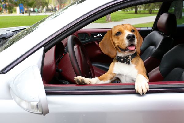Low-fat dog food for overweight dogs