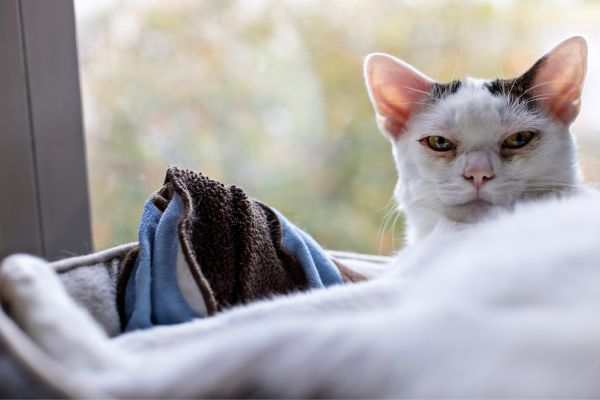 cat ear infection discharge_
