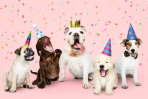 Best Dog Breeds for Families: A Real-Life Guide to Finding Your Furry Match
