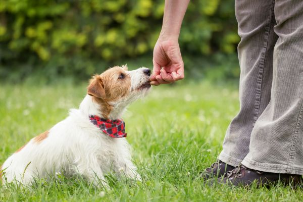 dog obedience training