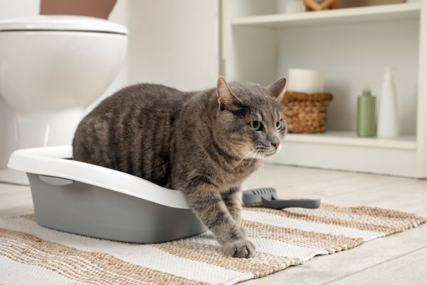 how to train a cat to use litter box