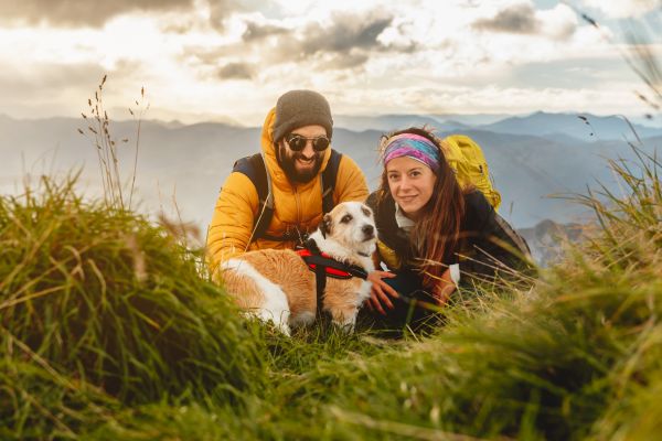 pet adoption process