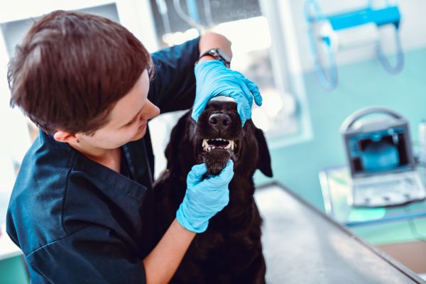 how to choose a veterinarian