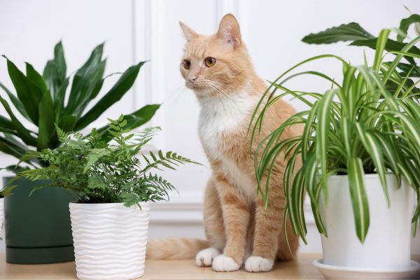 best exotic pets for beginners