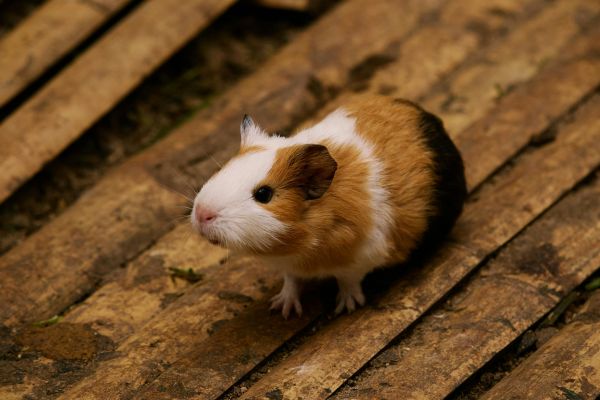 pet rodent care and maintenance
