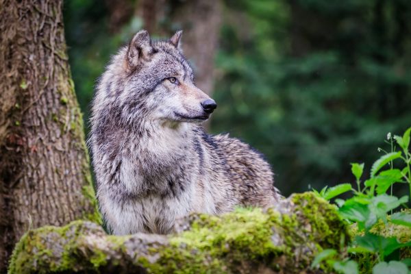 Wild animal profiles