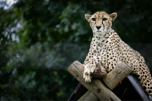 Wildlife conservation careers