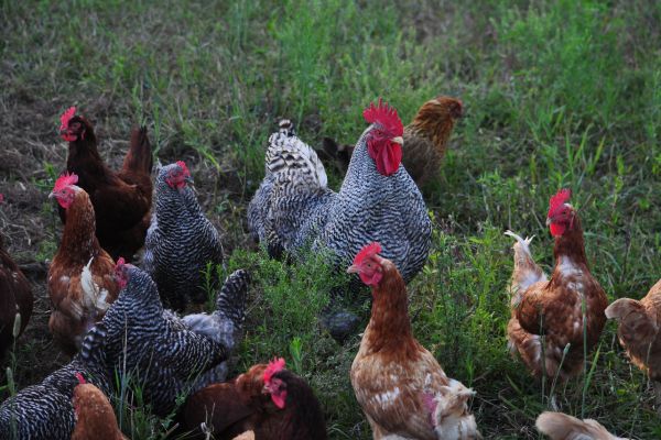free-range chicken farming