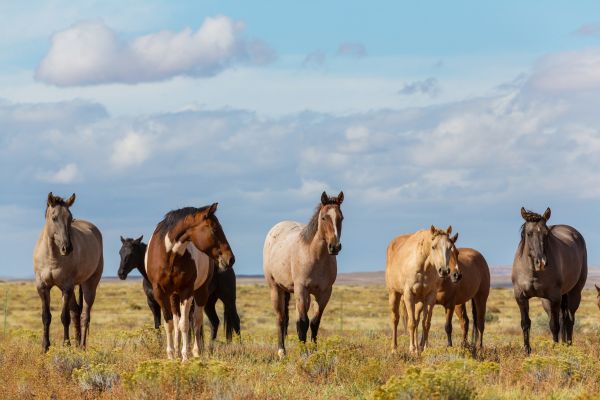 horse breeding practices