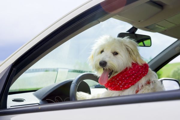 host a pet supply drive