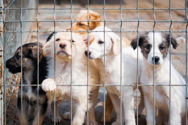 how do animal shelters work