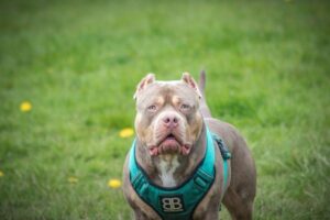 XL Bully Ban UK Explained: Certificate of Exemption Rules for 2026