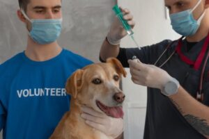 Puppy Vaccination Schedule UK: Complete Timeline for New Owners