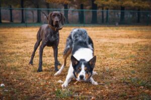 Dog Body Language Explained: What Common Signals Mean