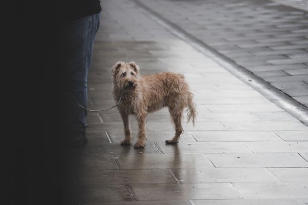 dog breeds for first time owners uk