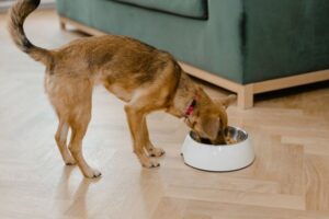 Best Puppy Food UK 2026: Vet-Recommended Brands by Breed Size