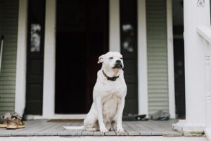 Separation Anxiety in Dogs: Training Tips That Actually Work