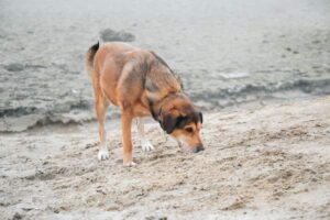 Common Food Allergies in Dogs: Symptoms, Triggers and Diet Fixes