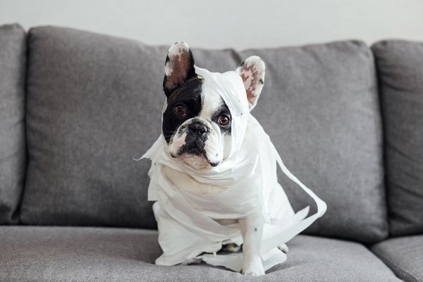 puppy toilet training uk