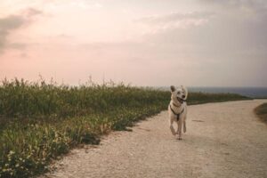 Recall Training for Dogs: How to Build a Reliable Off-Lead Recall