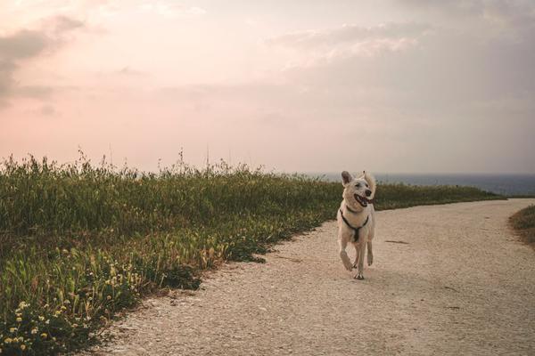 recall training for dogs off lead