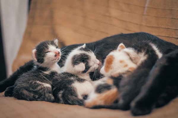 how to litter train a kitten