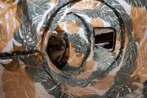 Indoor Cat Enrichment Ideas for a Happier Home Cat