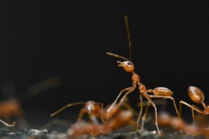 Ant Colony Structure: Queens, Workers and Their Roles